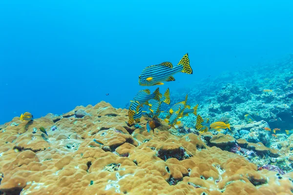 Labbra dolci orientali (Plectorhinchus vittatus ) — Foto Stock