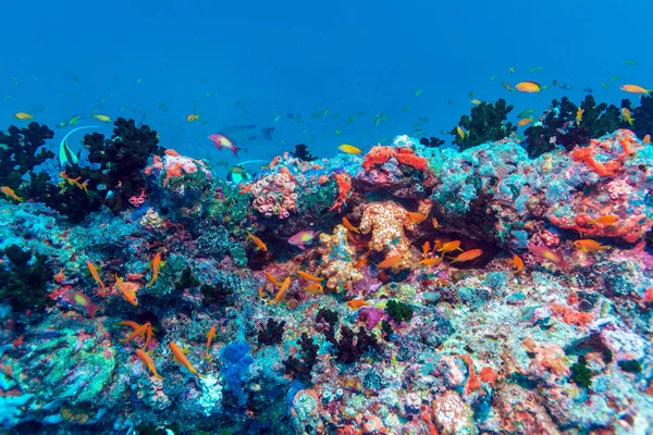 Skolan av fisk nära Coral Reef, Maldiverna — Stockfoto