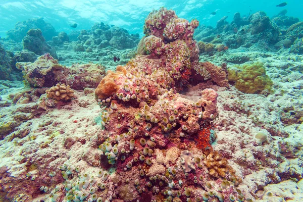 Colorido paisaje del arrecife de coral tropical —  Fotos de Stock
