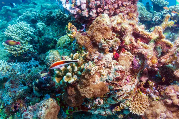 Подводный пейзаж с сотнями рыб — стоковое фото