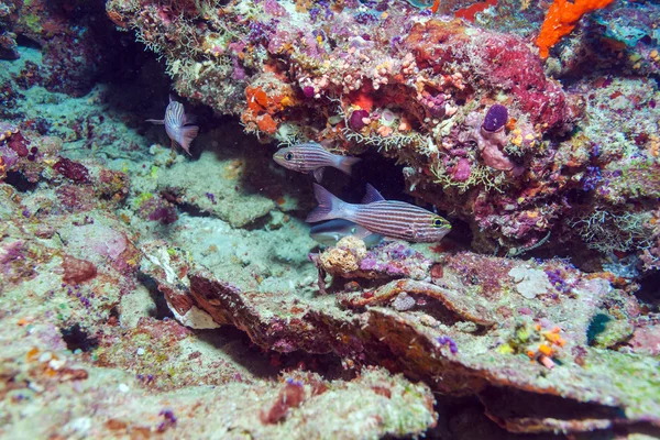 Красная тропическая рыба возле Кораллового рифа, Мальдивы — стоковое фото