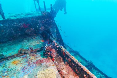 Batık yakınındaki tehlikeli aslan balığı