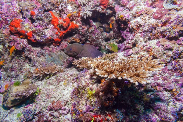 Moray ål i tropiska korallrev, Maldiverna — Stockfoto