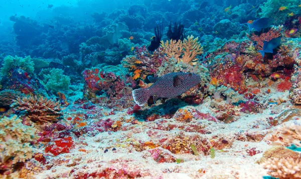 Подводный пейзаж с коробчатой рыбой вблизи тропического кораллового рифа — стоковое фото
