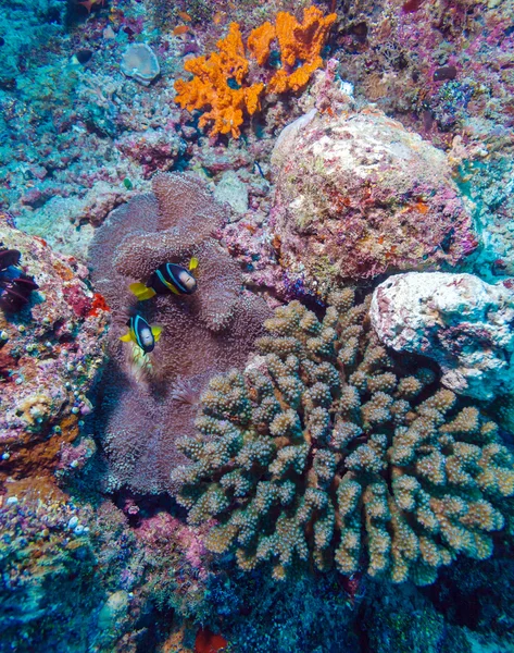 Pár bohóc-halak, Anemone közelében — Stock Fotó