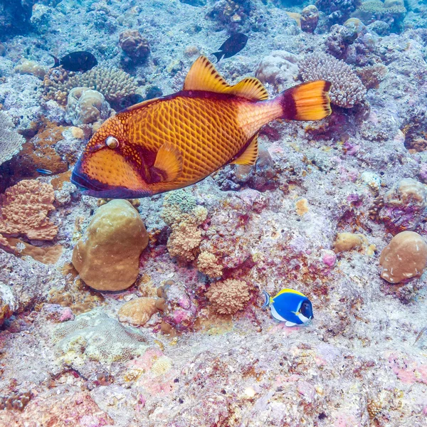 Big Trigger Fish near Corals, Maldives — Stock Photo, Image