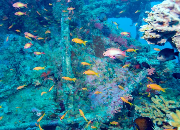 School of Fish near Coral Reef, Maldives — Stock Photo, Image