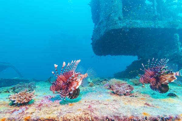 難破船近く危険なライオンの魚 — ストック写真