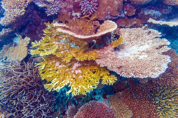 Színes trópusi korallzátonyok táj — Stock Fotó