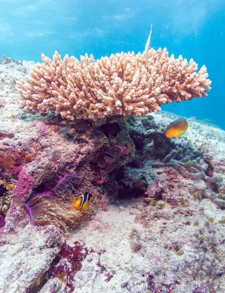 Klaun ryb kostnoszkieletowych z morskiego anemonu — Zdjęcie stockowe
