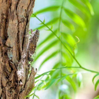 Bir ağaç, Crete kamufle ağustosböceği, yakın çekim 