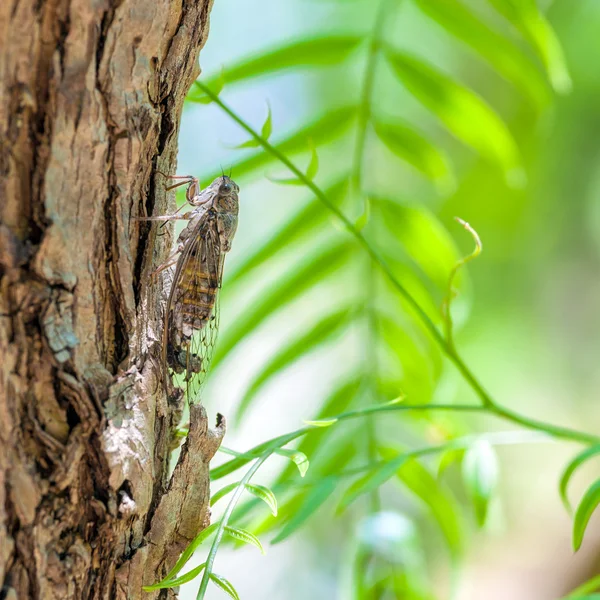 Close up of Cicada camouflaged on an tree, Crete — Stock Photo, Image