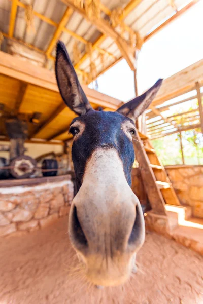 Funny Farm Donkey with Long Ears