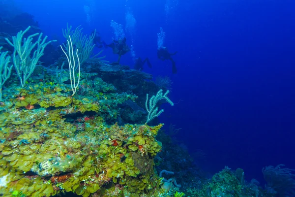 Colorfull revet och grupp av dykare, Cayo Largo — Stockfoto