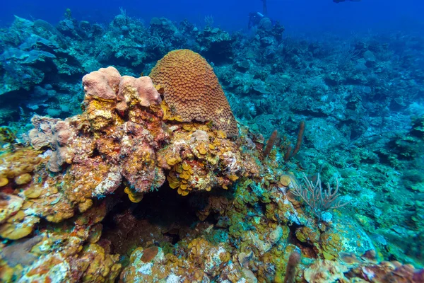 Подводный фон с мягкими и твердыми кораллами, Кайо Ларго — стоковое фото