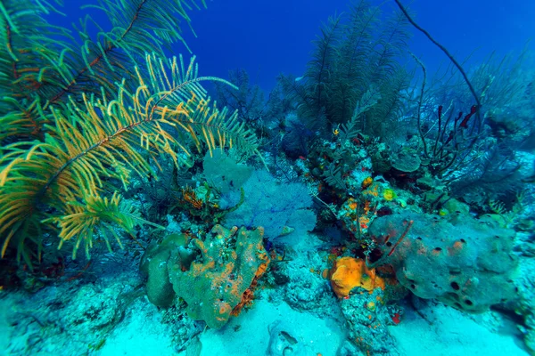 ソフトとハードのサンゴ、水中背景、カヨ ・ ラルゴ — ストック写真