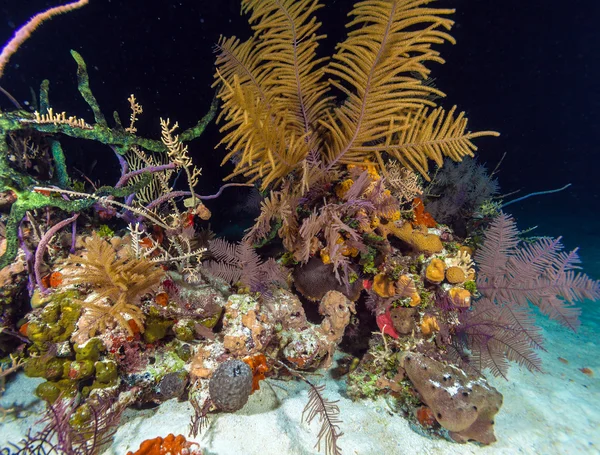 Natt undervattens bakgrund med mjuka och hårda koraller, Cayo Larg — Stockfoto