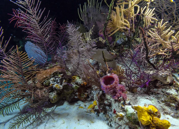 Nacht Unterwasserhintergrund mit Weich- und Hartkorallen, Cayo Larg — Stockfoto