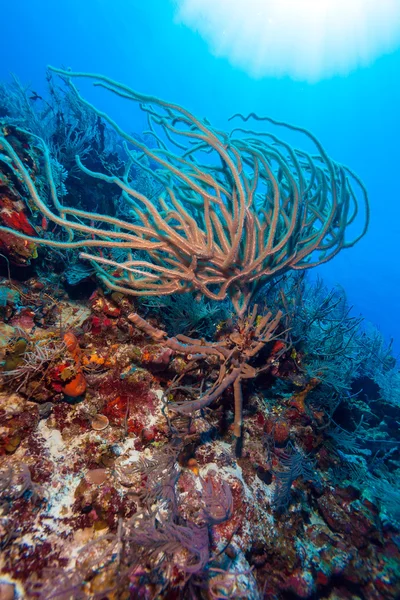 Fondo sabbioso del mare dei Caraibi con coralli e pesci — Foto Stock