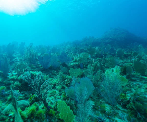 Fondo subacqueo con coralli morbidi e duri, Cayo Largo — Foto Stock