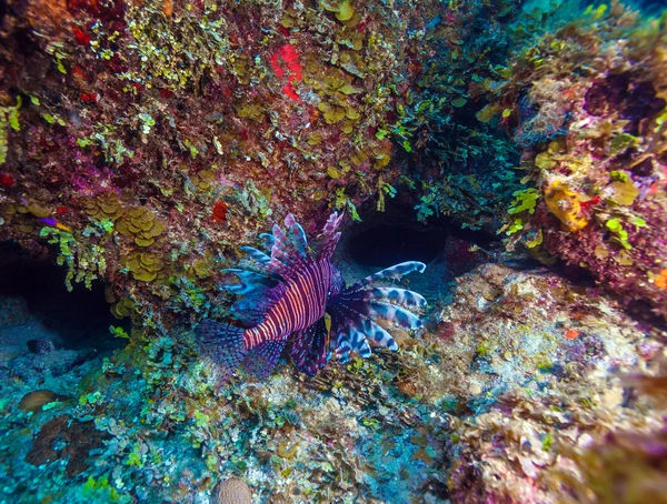 Lionfish (Pterois) near coral,s Cayo Largo, Cuba — Stock Photo, Image