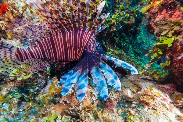 Rotfeuerfische (pterois) in der Nähe von Korallen, s cayo largo, cuba — Stockfoto