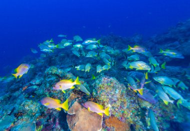 okul, snappers, cayo largo, Küba