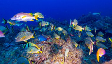 okul, snappers, cayo largo, Küba