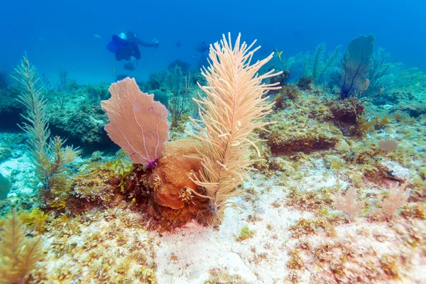 Underwater background with soft and hard corals, Cayo Largo — Stock Photo, Image