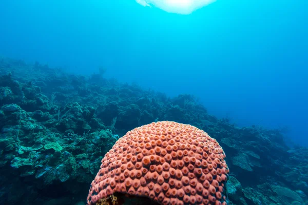Sualtı arka plan Cayo Largo ile yumuşak ve sert mercan, — Stok fotoğraf
