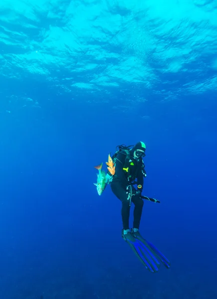 Дайвер с подводным ружьем и дохлыми рыбами — стоковое фото