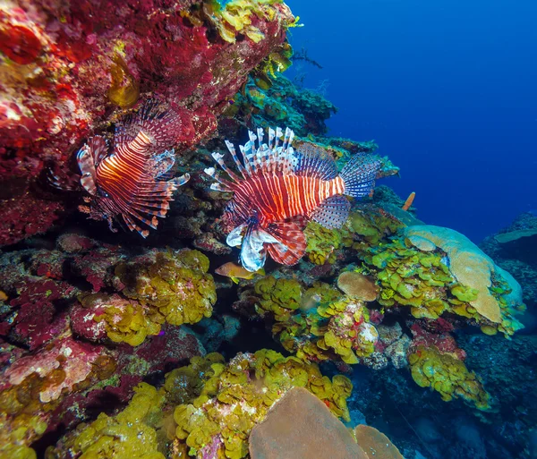 Rotfeuerfische (pterois) in der Nähe von Korallen, s cayo largo, cuba — Stockfoto