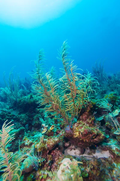 Podvodní pozadí s měkkých a tvrdých korálů, Cayo Largo — Stock fotografie