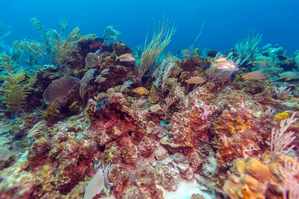 Fundo subaquático com corais suaves e duros, Cayo Largo — Fotografia de Stock