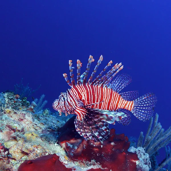 Lionfish (Pterois) cerca de coral, Cayo Largo, Cuba — Foto de Stock