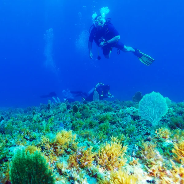 海の底の近くのスキューバダイバーのシルエット — Stock fotografie