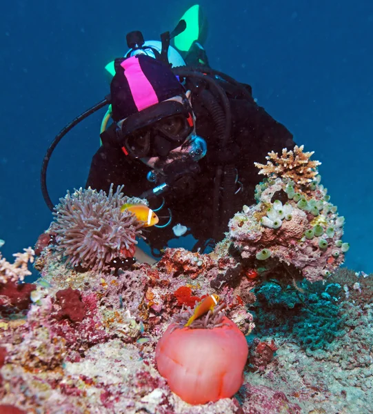 Duży fioletowy Anemon i scuba diver — Zdjęcie stockowe