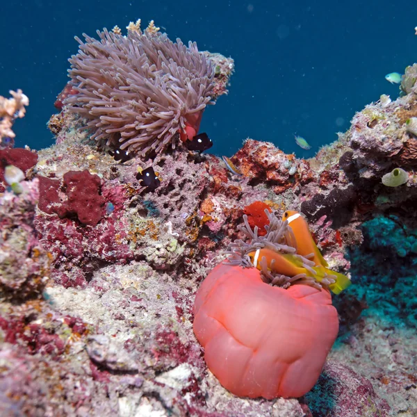 Peces payaso anidados en anémonas moradas — Foto de Stock