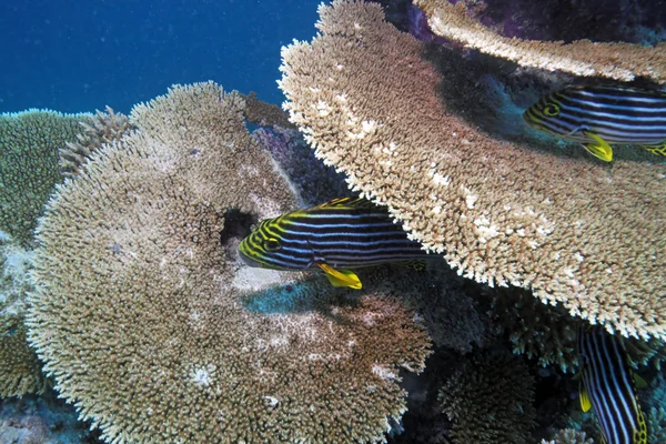 Красочный тропический коралловый риф — стоковое фото