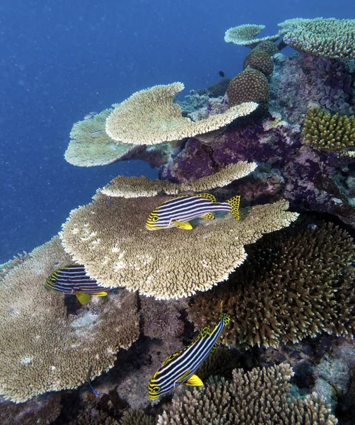 Renkli tropikal mercan resif manzara — Stok fotoğraf