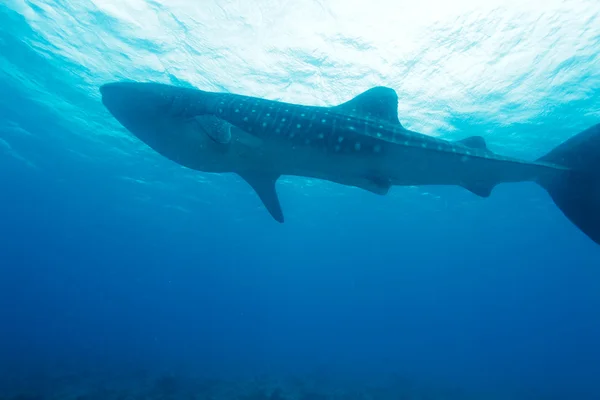 Tiburón ballena (Rhincodon typus), Maldivas — Foto de Stock