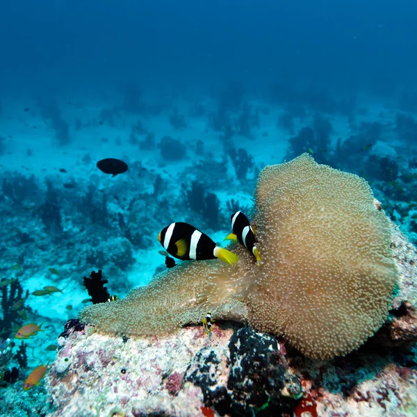 Pair of Clown Fishes near Anemone — Stock Photo, Image