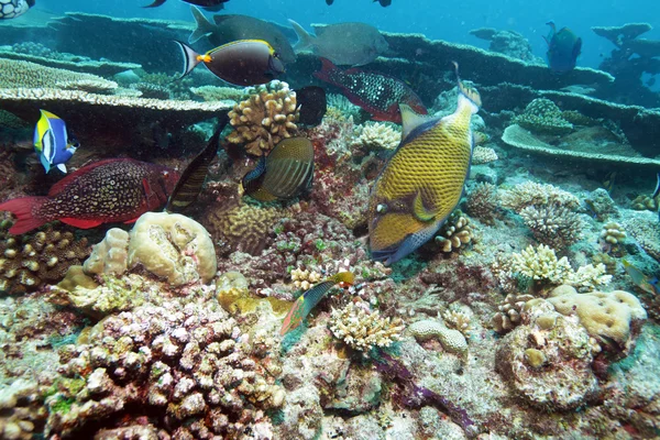 Velké ryby spoušť u korálů, Maledivy — Stock fotografie