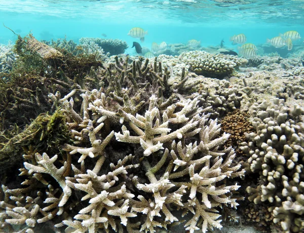 Shallow Water Coral Reef — Stock Photo, Image