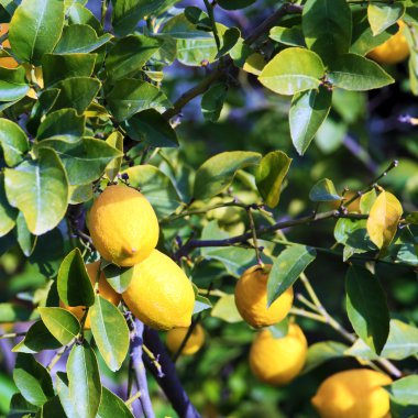 Sarı limon yaprakları ile büyüyen