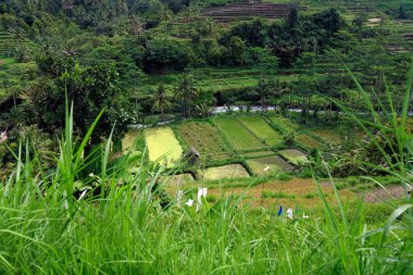 Orman, bali ve pirinç alan manzara