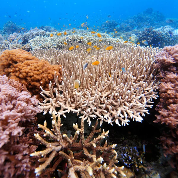 Tropische vissen in de buurt van kleurrijk koraalrif — Stockfoto