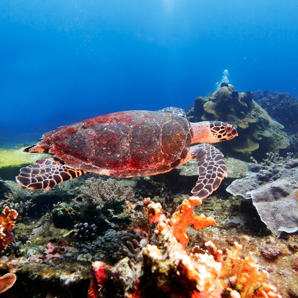 Mercan, bali yanında yeşil deniz kaplumbağası — Stok fotoğraf