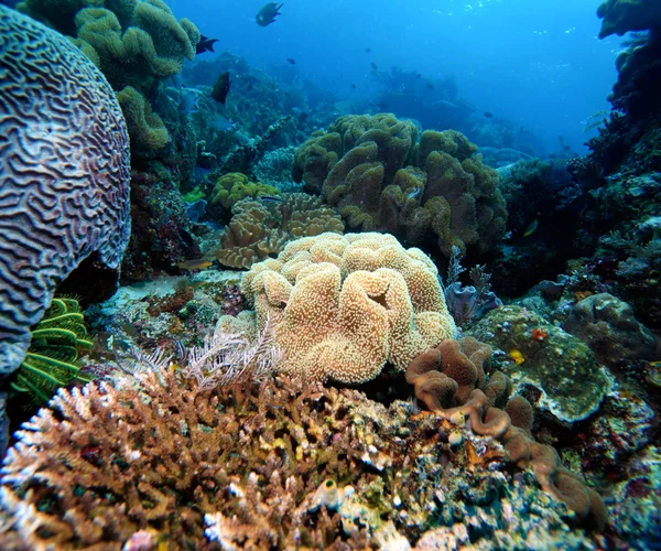 Красочный ландшафт тропического рифа — стоковое фото