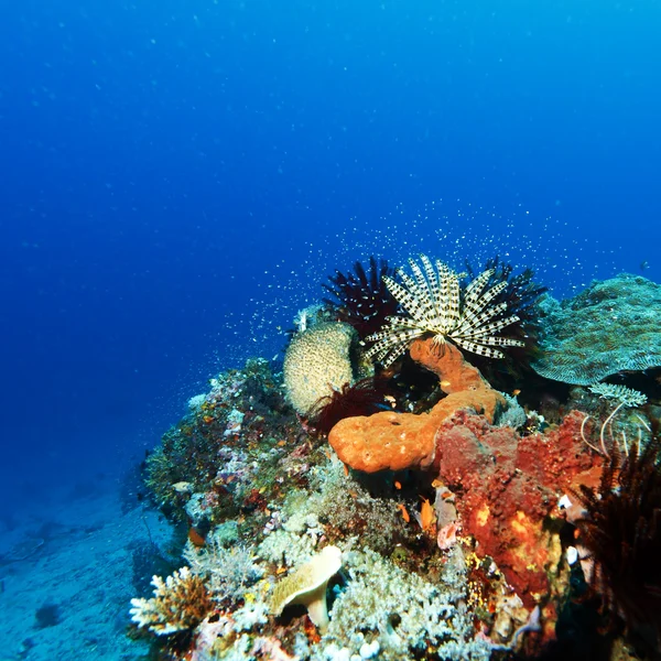 Different Feather Stars, Satonda — Stock Photo, Image